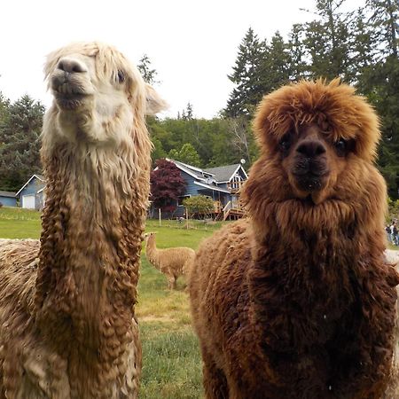 Oceanfront Studio/Loft: Alpacas, Oysters & Kayaks Shelton Εξωτερικό φωτογραφία