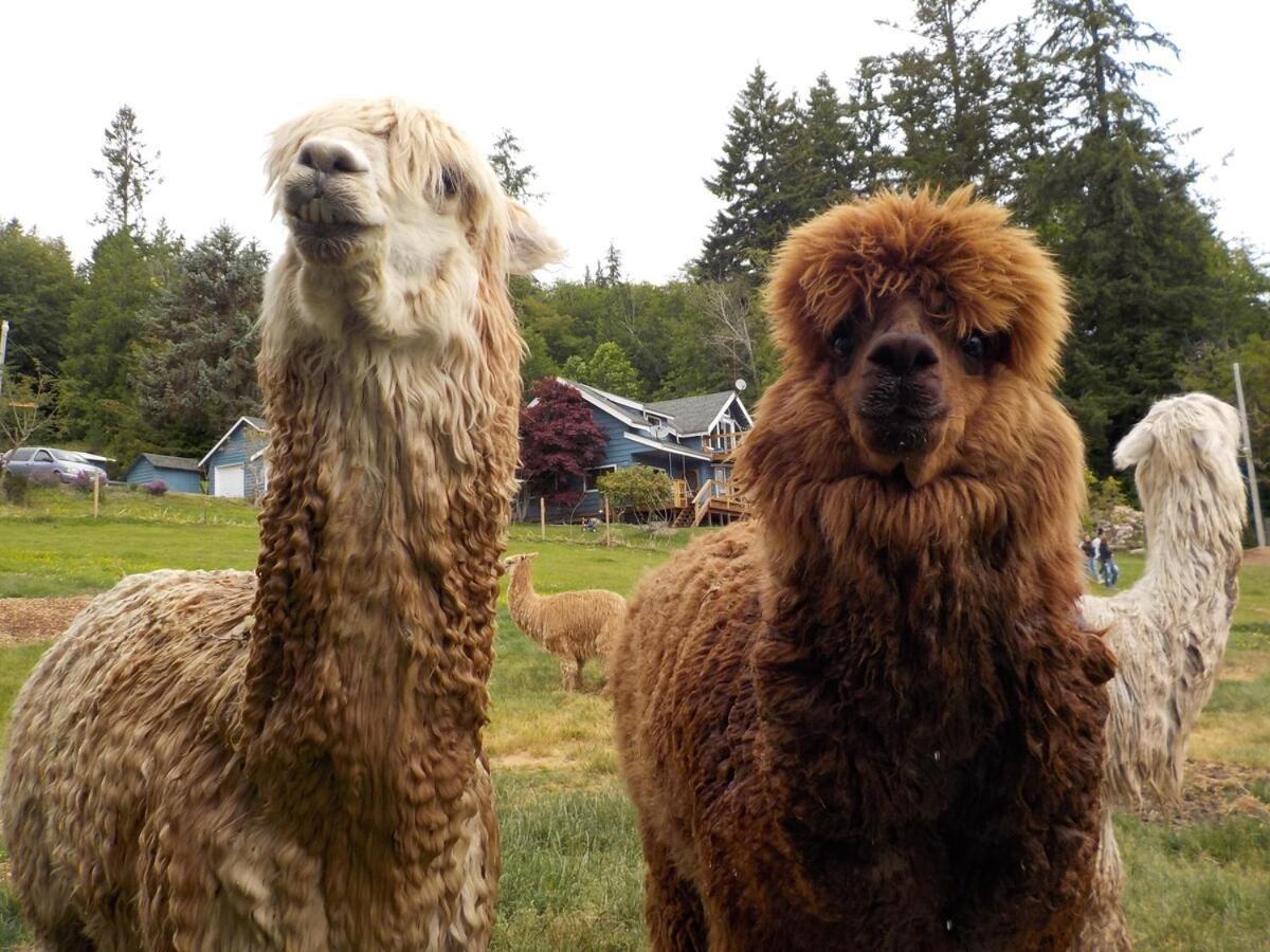 Oceanfront Studio/Loft: Alpacas, Oysters & Kayaks Shelton Εξωτερικό φωτογραφία