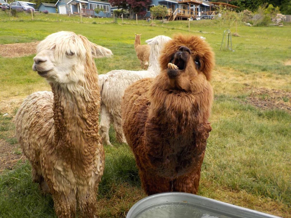 Oceanfront Studio/Loft: Alpacas, Oysters & Kayaks Shelton Εξωτερικό φωτογραφία